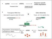 General mechanism of RNAi by siRNAs (follow link for full figure and legend)